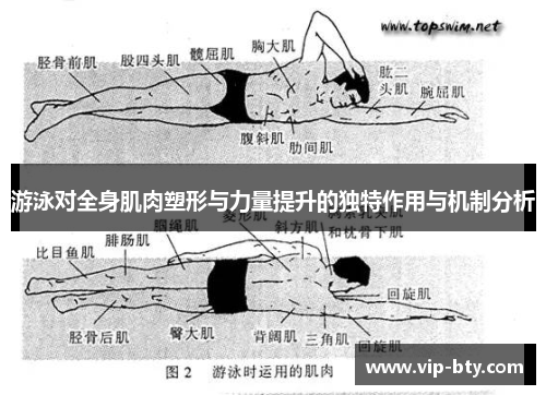 游泳对全身肌肉塑形与力量提升的独特作用与机制分析